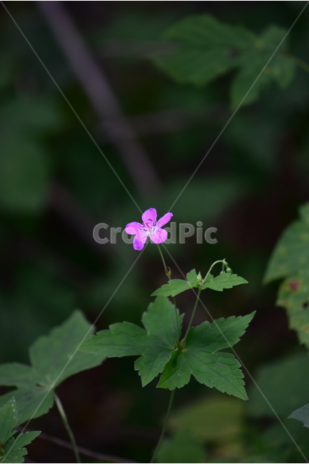 큰세잎쥐손이,야생화,식물,자연,꽃,생태,힐링,플라워,wildflower,flower,plants,nature,season,감성,느낌,emotion,feeling,여름,분홍색,여러해살이풀,쥐손이풀과,쥐손이풀속,식물,자연,plants,nature,꽃,flower