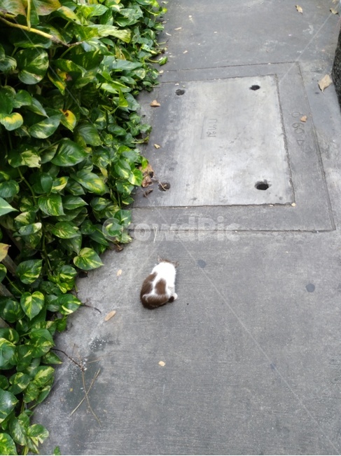 뽀시레기,고양이,동물,자는고양이,잠,pet,cat,animal