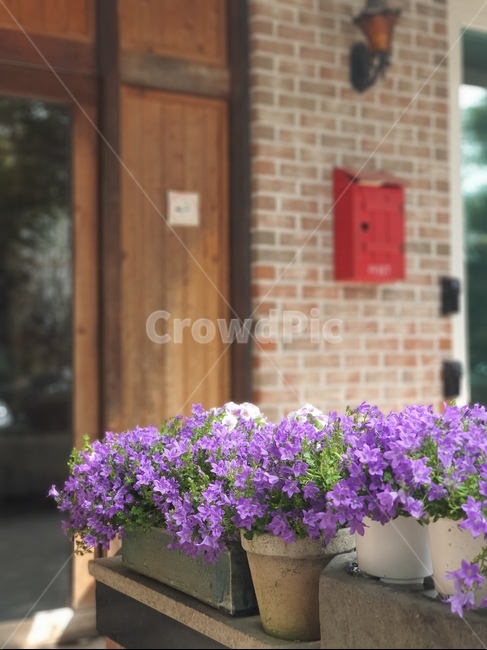 꽃,화분,보라색,plant,자연,nature,햇살