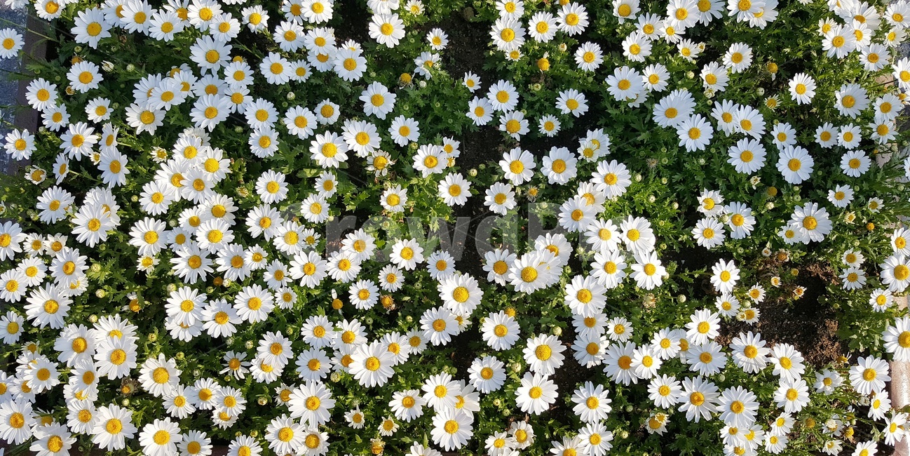 식물,꽃,야생화,blossom,flower,plant