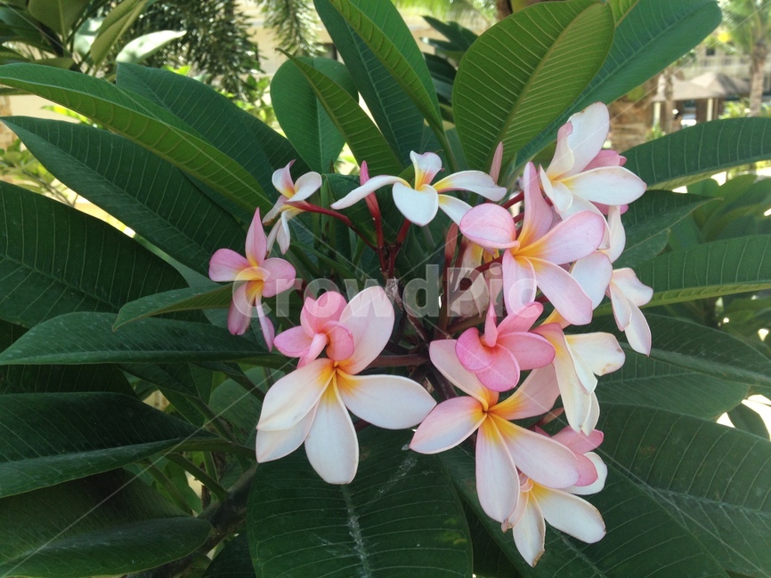 plant,식물,flower,blossom,꽃