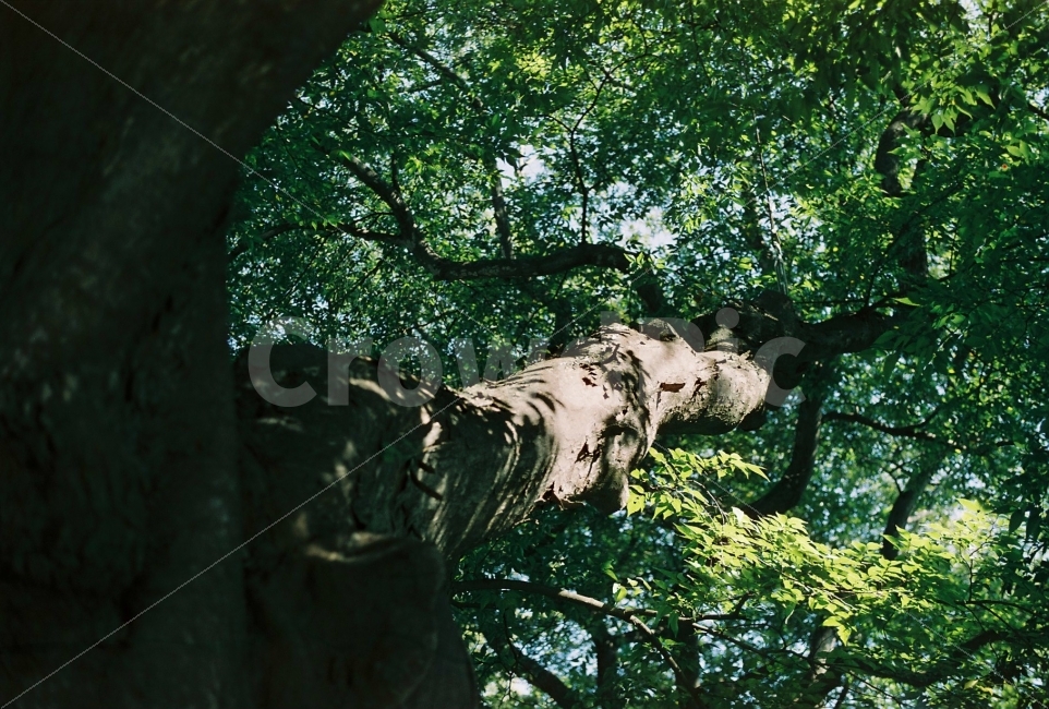 나무,나무사진,여유,감성사진,초록,식물,자연,plants,nature,나무,trees,wood,휴식,힐링,rest,relaxation,healing