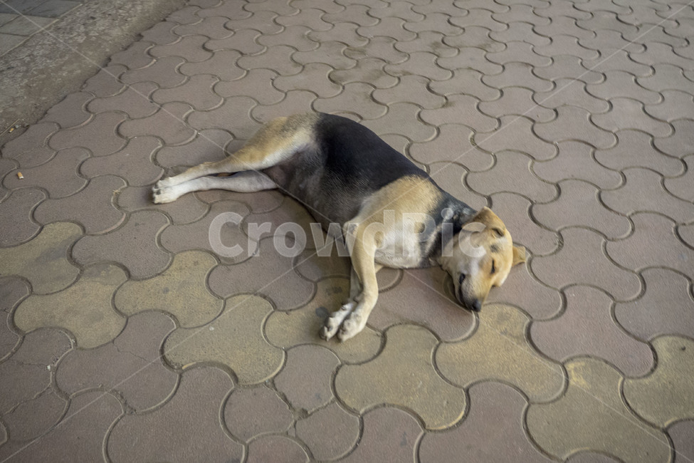streetdog,길거리강아지,누워있는개,adog,자는개,동물,animal,포유류,mammal,개,강아지,dog,doggy