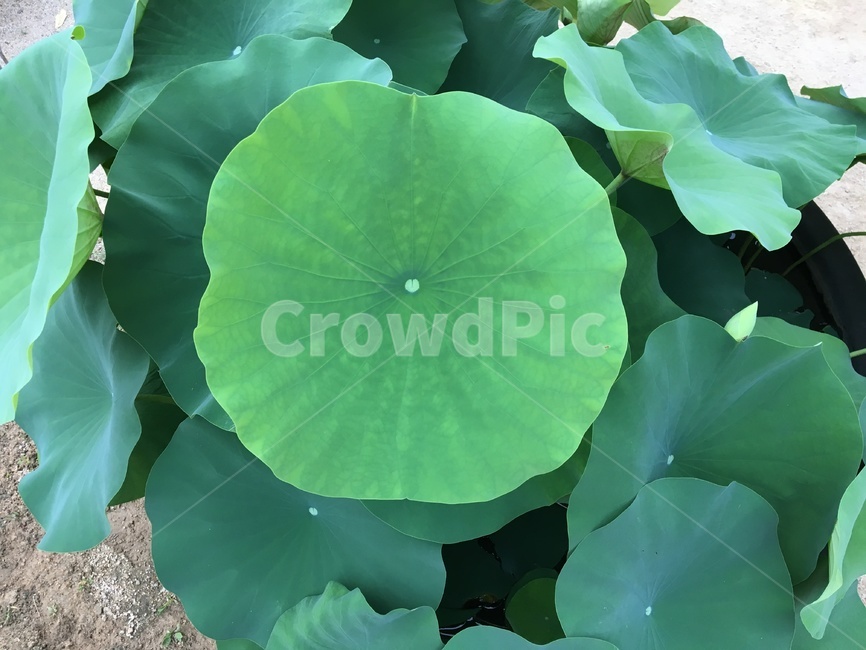 자연,연잎,잎,식물,연,leaf,lotus