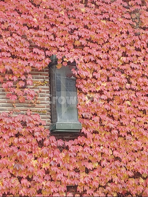 담쟁이,단독주택,빨간단풍,가을,담쟁이집,단풍,창문,가을,계절,fall,autumn,season,plant,식물,brick,벽돌,leaf,잎