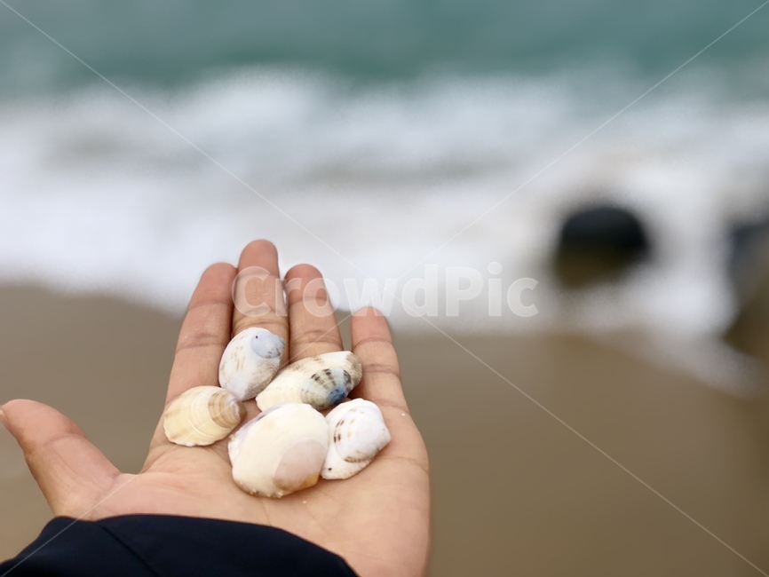 강릉,gangneung,바다,sea,겨울바다,강원도,손,조개,clam,hand,wintersea,wave,파도,해변,바다,beach,sea,사람,인물,인간,human,person,신체일부,몸,body