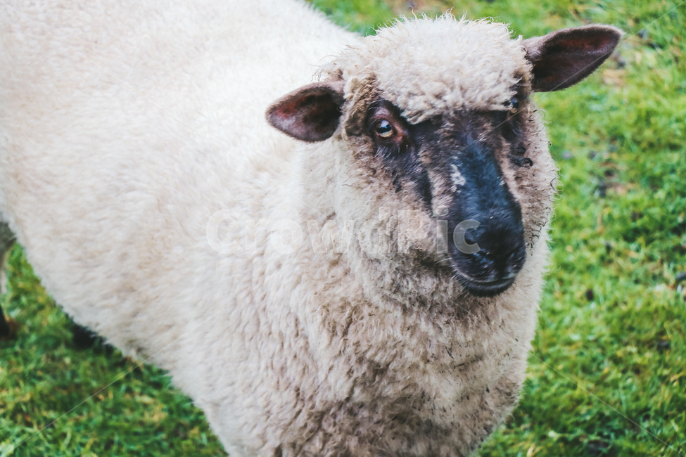 양,sheep,농장,아그로돔,뉴질랜드,가축,동물,agrodome,farm