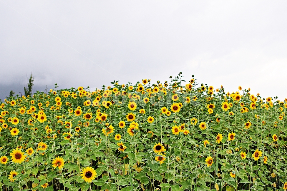 해바라기,꽃,꽃잎,씨,해바라기씨,큰꽃,가을꽃,공원,자연,식물,자연,plants,nature,꽃,flower