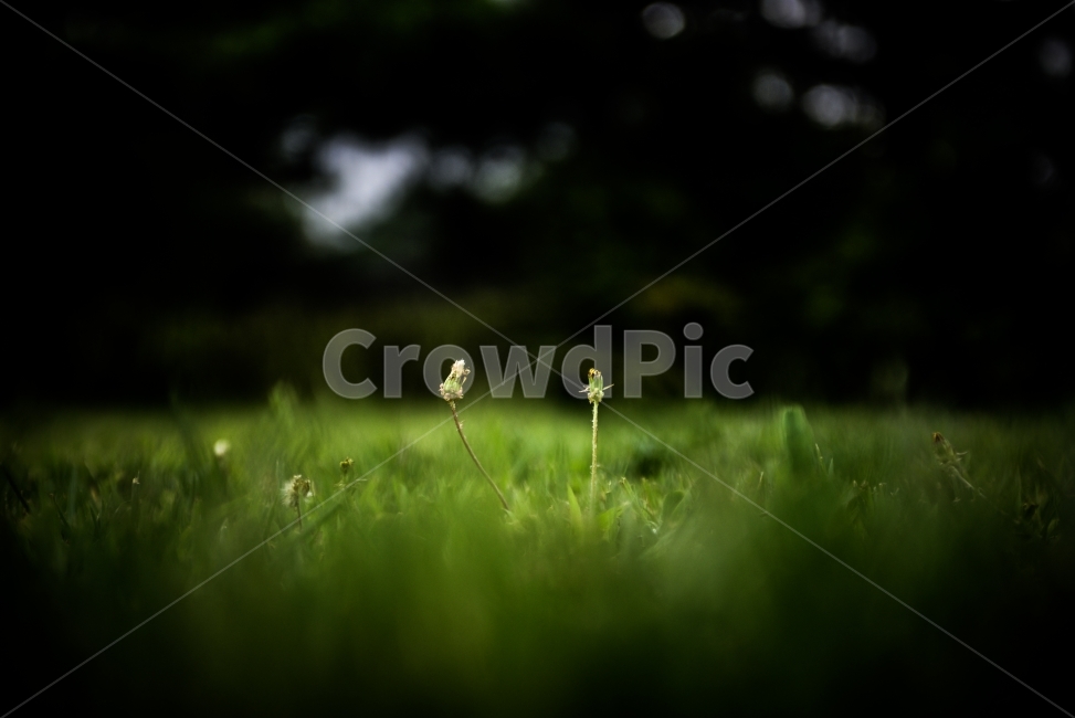 식물,보케,꽃,bokeh,flower,wallpaper,식물,자연,plants,nature,꽃,flower,감성,sensible,feeling