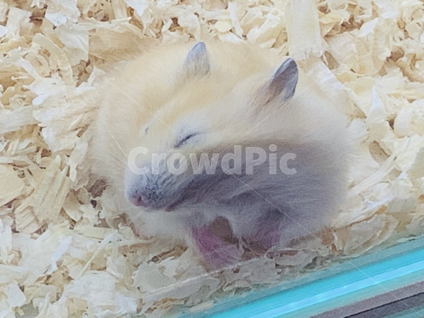 햄스터,소동물,반려동물,동물,설치류,햄스터케이지,케이지,톱밥,rodents,hamster,smallanimal,pet,animal,cage,sawdust,잠,sleep