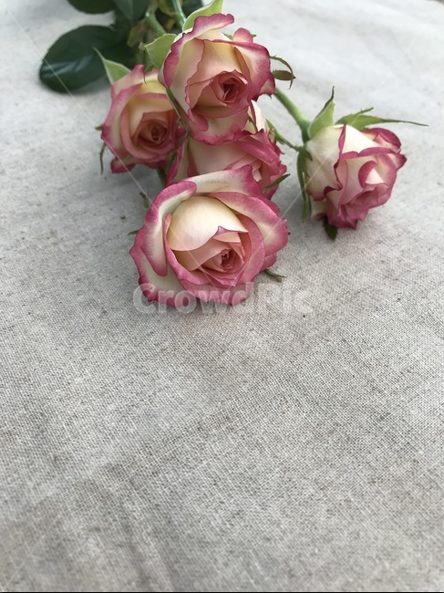 꽃,flower,rose,blossom,식물,꽃,flower