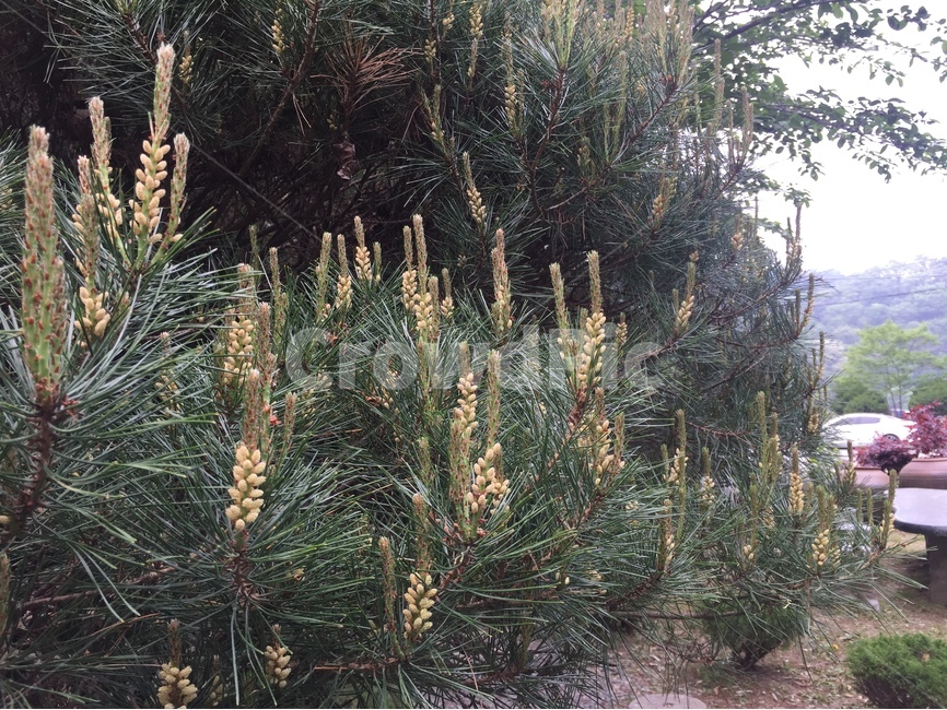 소나무,잎,침엽수,자연,풍경,녹색,나무,트리,식물,자연,plants,nature