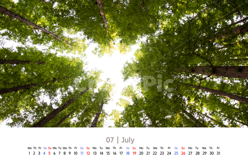 달력,2020년도,2020,날짜,요일,공휴일,월,화,수,목,금,토,일,1주간,일주일,주일,카렌다,7월,편백나무,나무,피톤치드,식물,천연항생제,천연,기능,숲속,하늘,나무잎,나뭇가지,기둥,자연,공원,늘솔,늘솔길공원,인천,높은하늘,여름,계절,summer,season