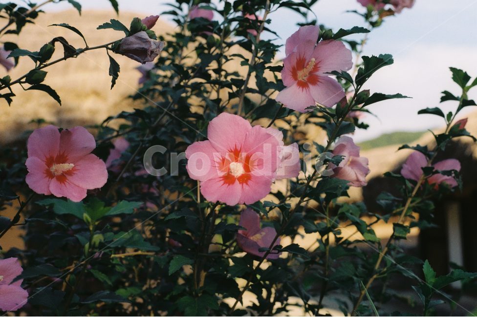 꽃,무궁화꽃,자연,바탕화면,감성