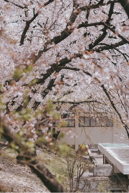 벚꽃,숲,공원,봄,나무