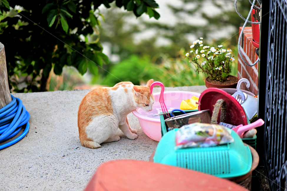 고양이,길냥이,야옹이,동물,개냥이,물,새끼고양이,동물,animal,포유류,mammal,고양이,cat,kitten,kitty