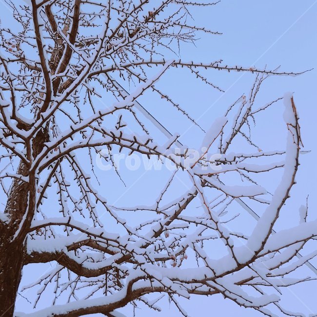 나무,겨울,겨울나무,눈,눈내리는날,겨울,계절,winter,season