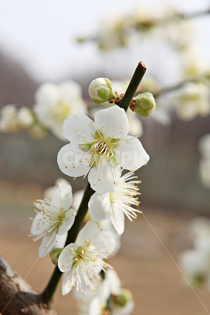 매화꽃,매화,꽃,꽃잎,봄꽃,봄,공원,식물,자연,식물,자연,plants,nature,꽃,flower