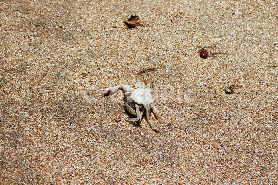 게,crab,모래사장,자연,nature,sandybeach,갑각류,shellfish,해변,바다,beach,sea