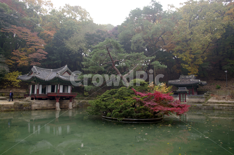 창덕궁후원,부용지,부용정,고궁,건축,전통건축,traditional,전통,기와지붕,가을,fall,나무,식물,plant,단풍,가을,계절,fall,autumn,season,한국전통,한국문화,korean traditional,korean culture,랜드마크,landmark,tourist attraction,한국랜드마크,한국관광지,한국명소,korea landmark,korea tourist attraction,건축물,건물외관,exterior,building,structure,architecture,construction,건물,temple,신전