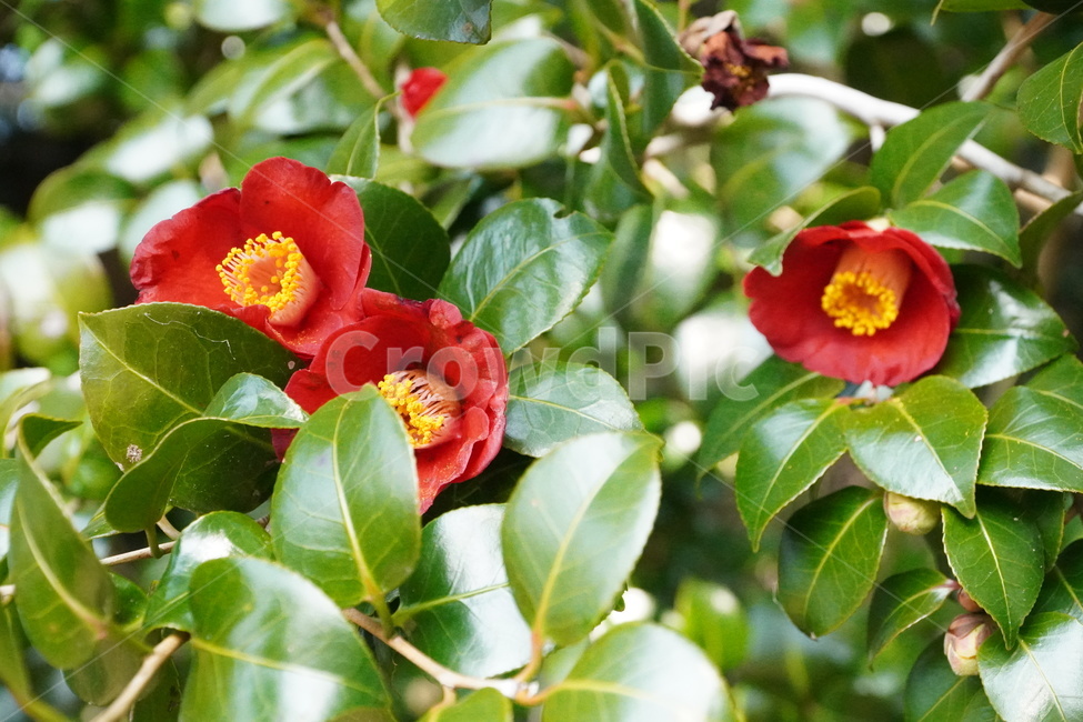 plant,식물,blossom,꽃,flower,동백꽃,camelliaflower,camellia,자연,옥외,nature,outdoors,식물,자연,plants,nature,꽃,flower