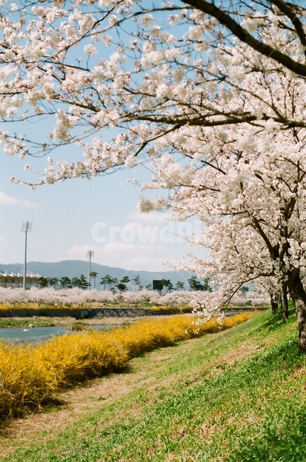 봄,벚꽃,벚꽃나무,파란하늘,구름,봄꽃,cherryblossoms,cherryblossom,spring,봄,계절,spring,season,plant,식물,flower,꽃,blossom