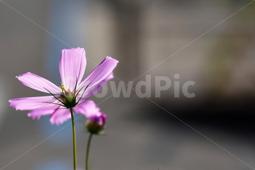 코스모스,가을,가을꽃,꽃사진,핑크,가을,계절,fall,autumn,season,식물,자연,plants,nature,꽃,flower,plant,blossom,geranium,제라늄