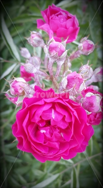 장미꽃,넝쿨장미,장미,꽃의여왕,여름,사랑,열정,roseflower,love,redrose,식물,울타리,꽃,식물,자연,plants,nature,꽃,flower