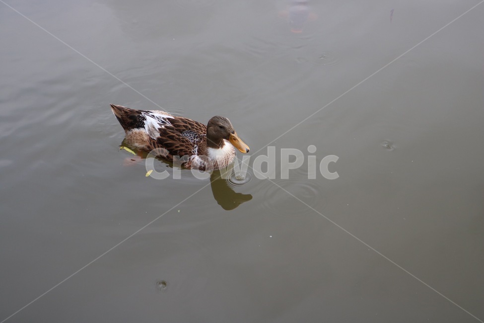 오리,동물,자연,수영,물,duck,ahiru,animal,doubutsu,nature,swimming,suie,water,mizu,동물,animal,조류,새,birds