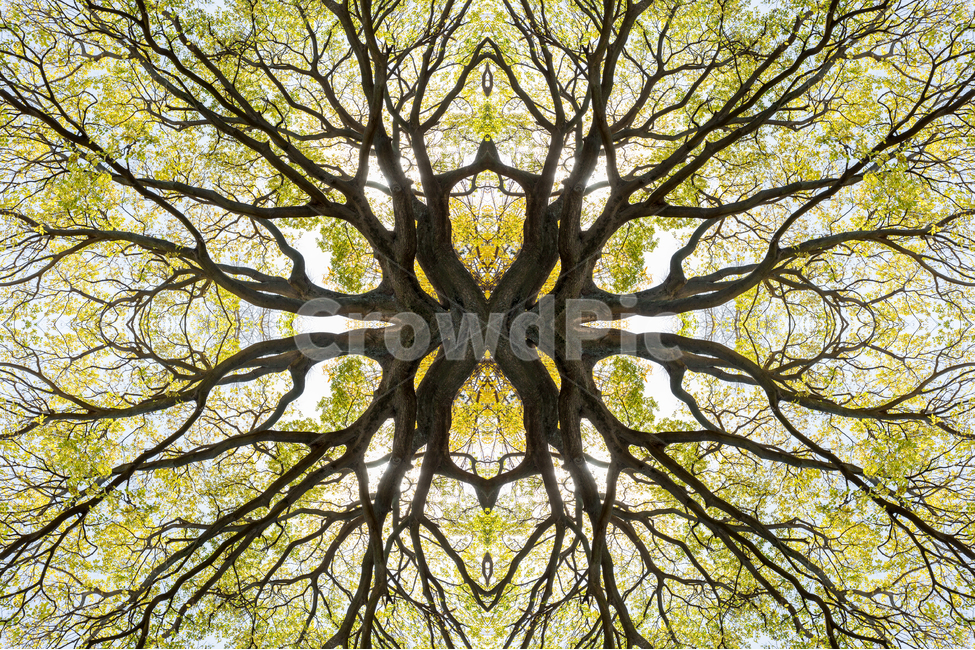 봄,나무,그린,공원,자연,식물,자연,plants,nature,나무,trees,wood,연출,컨셉,콘셉,direction,concept