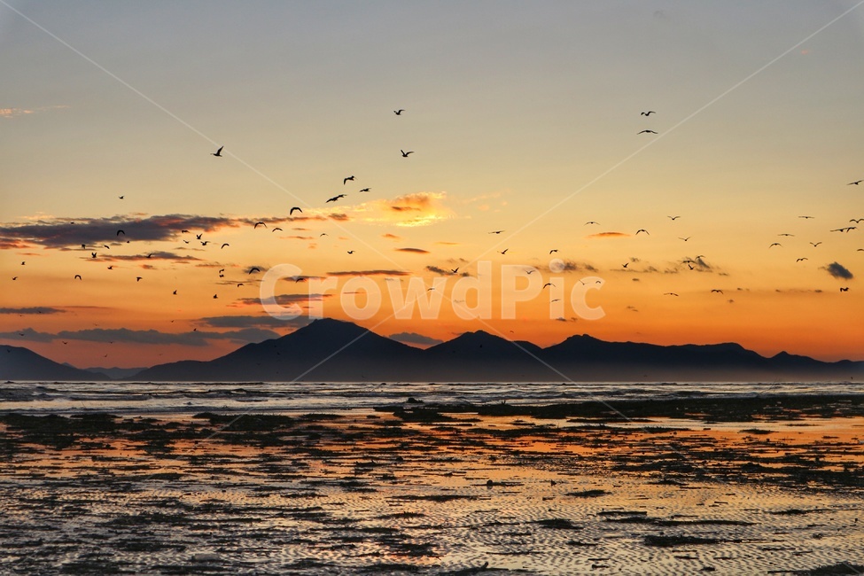 철새,sunset,가을,일몰,다대포일몰,자연,풍경,nature,landscape