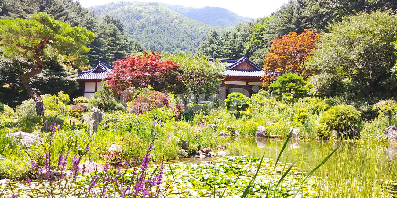 한옥,전통정원,호수,정원,outdoors,옥외,plant,식물,nature,자연,숲