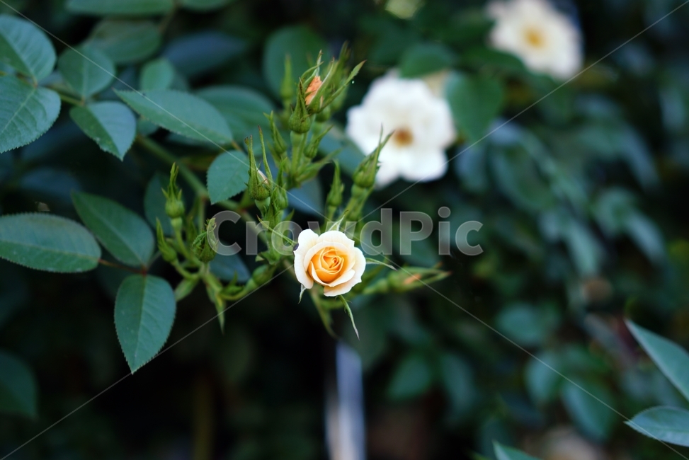 횐장미,장미,꽃,초록,가시,rose