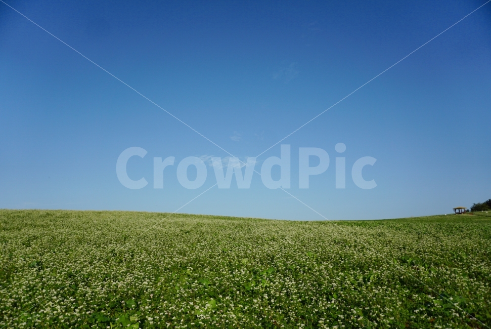 가을,하늘,메밀,감성,메밀밭,자연,풍경,nature,landscape,한국자연풍경,한국자연경관,korea nature landscape,field,들,outdoors,옥외,grassland,목초지