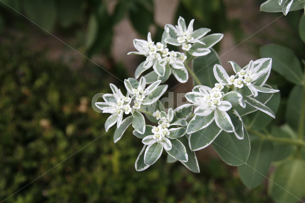 설악초,식물,꽃,여름,풀,식물,자연,plants,nature