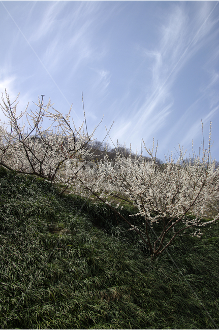 매화,나무,하늘,파란하늘,꽃봉오리,봄,봄날,봄풍경,봄꽃,감성,spring,flower,봄길,산책,봄나들이,식물,꽃,초록,언덕,봄,계절,spring,season,자연,풍경,nature,landscape,식물,plants,나무,trees,wood,plant,grass,잔디