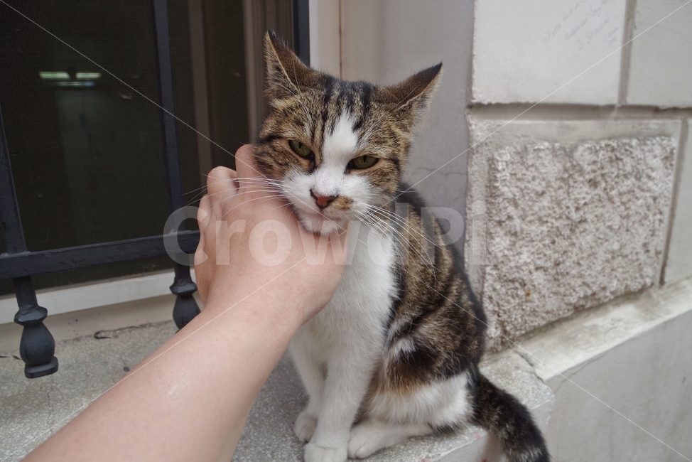 여행,터키,이스탄불,travel,turkey,고양이,cat,사람,human,동물,animal,사람,인물,인간,human,person,고양이,cat,kitten,kitty,포유류,mammal