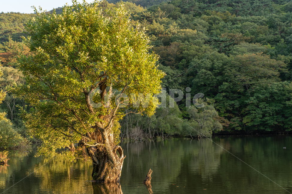 청송,주산지,나무,산,풍경,경치,강,저수지,가을,자연,풍경,nature,landscape,한국자연풍경,한국자연경관,korea nature landscape,water,물,land,땅,outdoors,옥외