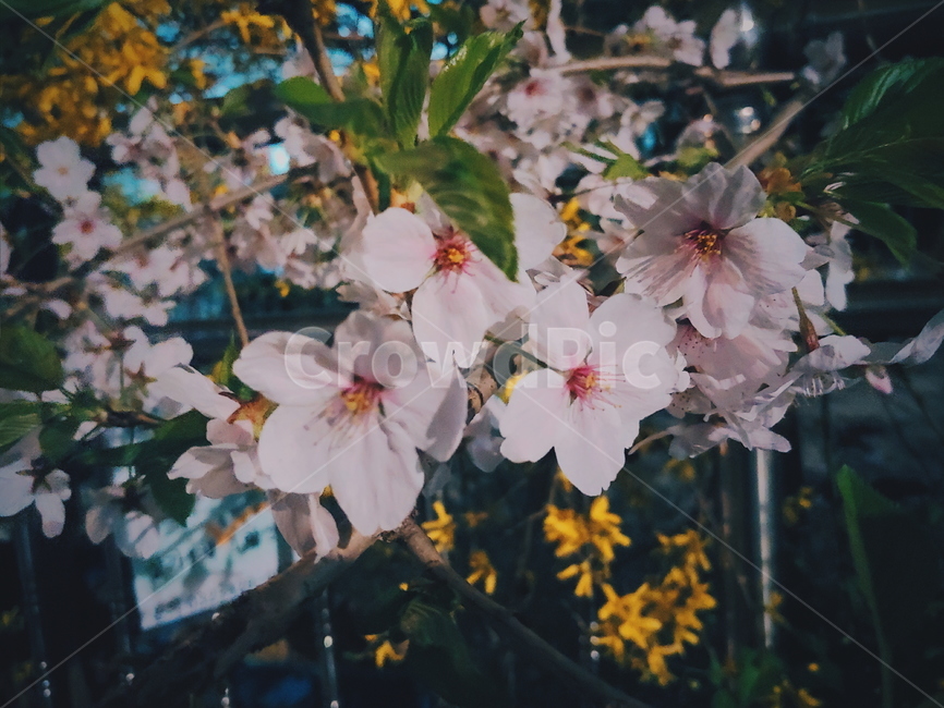 꽃,봄,개나리,벚꽃,계절,배경,나무,개화,감성,풍경,flower,wood,nature,plant,blossom