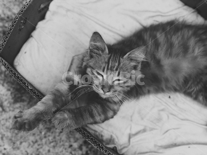 길고양이,고양이,새끼고양이,흑백,빈티지,동물,cat,동물,animal,포유류,mammal,고양이,cat,kitten,kitty,흑백,모노톤,monochrome,black and white