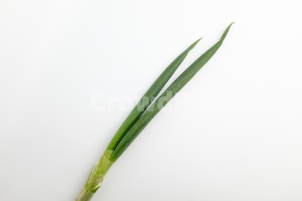 파,대파,식물,채소,파뿌리,뿌리,초록색,흰색,음식,재료,식재료,식품,음식재료,신선한,매운,달콤한,두꺼운,긴,줄기,야채,날것,잘익은,식용,클로즈업,양념,향