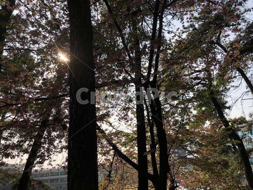 나무,풍경,산책,공원,석양,휴식,힐링