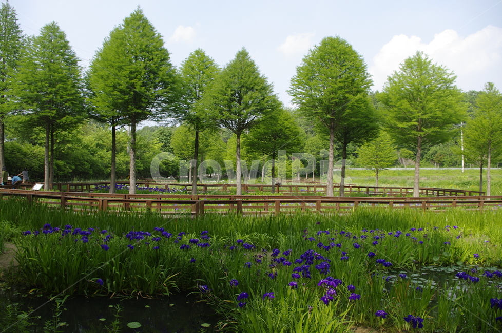 초록,신록,나무,식물,plant,풍경,자연,풍경,nature,landscape,outdoors,옥외,tree