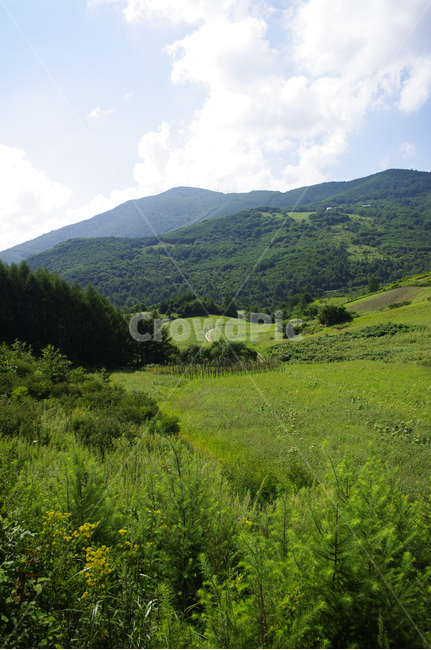 구름,식물,풍경,하늘,초록,여름,nature,자연,자연,풍경,nature,landscape