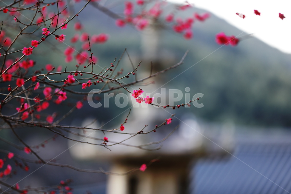 봄,하동,꽃,축제,홍매화,봄,계절,spring,season,식물,자연,plants,nature,꽃,flower,plant
