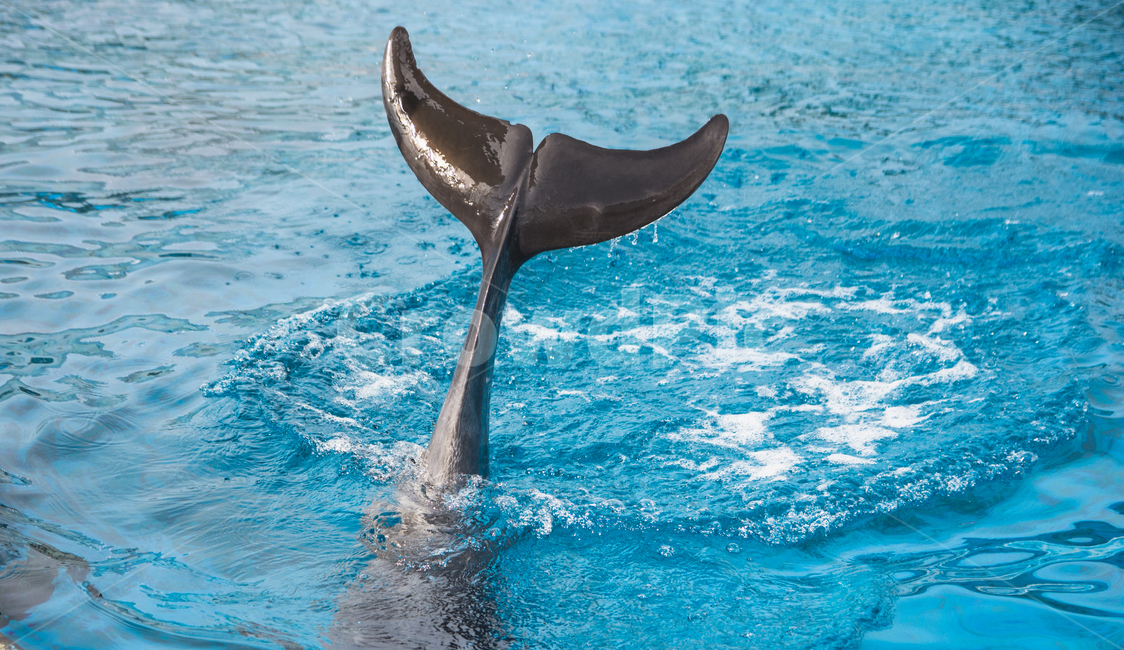 바다,돌고래,자연,파도,꼬리,돌고래쇼,물,시원함,water,dolphin,nature,wave,cool,동물,animal,포유류,mammal