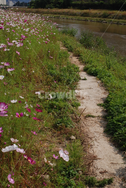 길,강가,꽃,가을,풍경,식물,자연,plants,nature,꽃,flower