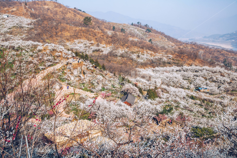 매화,나무,하늘,파란하늘,꽃봉오리,봄,봄날,봄풍경,봄꽃,감성,spring,flower,봄길,산책,봄나들이,식물,꽃,초록,언덕,매화마을,광양,계절,season,자연,풍경,nature,landscape,한국자연풍경,한국자연경관,koreanaturelandscape,시골,마을,country,ruraltown,한국전통,한국문화,koreantraditional,koreanculture,매화꽃,광양매화마을,봄,계절,spring,season,자연,풍경,nature,landscape,outdoors,옥외