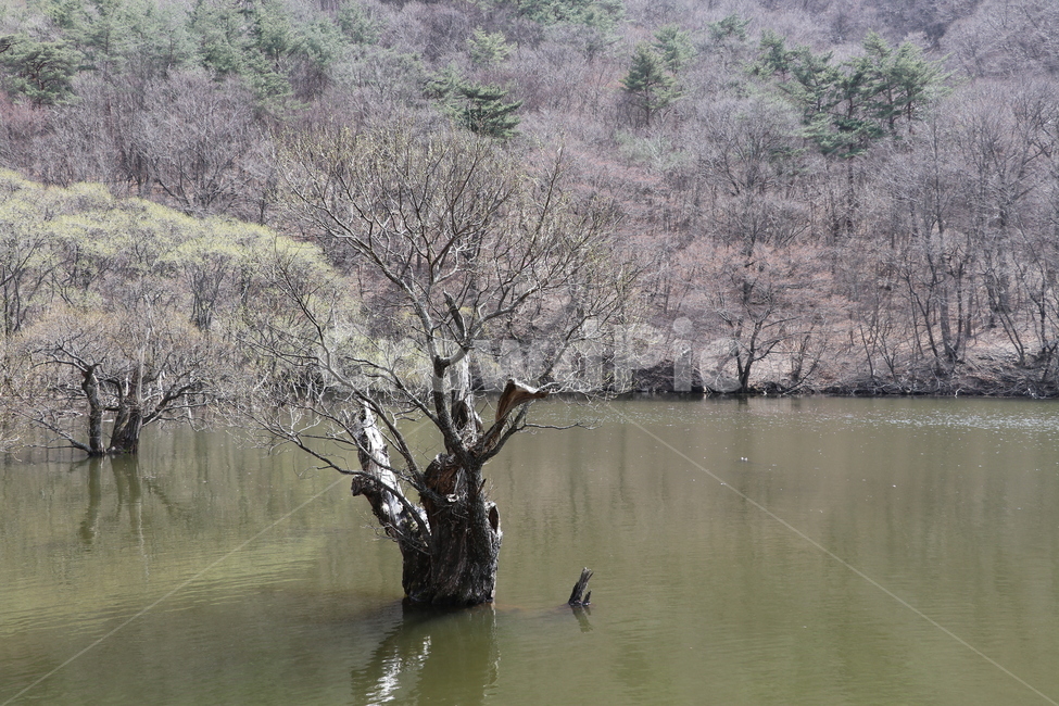 주산지,고목,주왕산,청송,물속나무,자연,풍경,nature,landscape,plant,식물,tree,나무