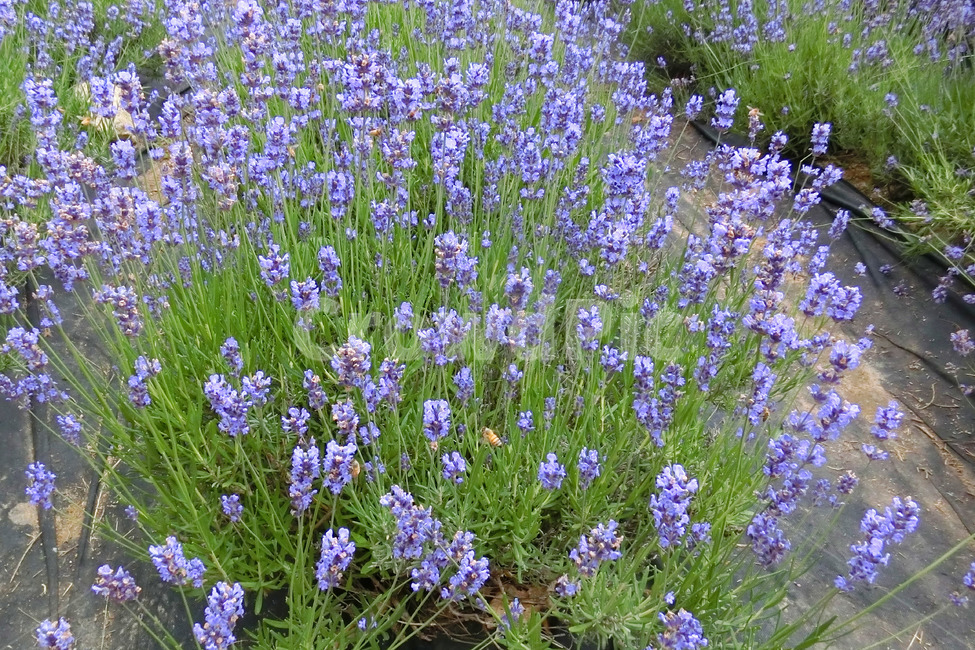 라벤더,라벤더밭,고성라벤더축제,lavender,보라색꽃